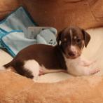 Piebald teckel, België, Fokker | Hobbymatig, 8 tot 15 weken, Korthaar