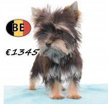 Yorkshire Terriër pups te koop (Belgisch), Dieren en Toebehoren, Honden | Jack Russells en Terriërs, Meerdere dieren, Yorkshire Terriër
