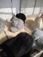 Cochins, Dieren en Toebehoren, Vogels | Parkieten en Papegaaien