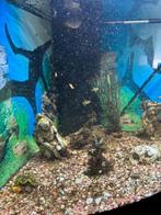 Aquarium, Dieren en Toebehoren, Vissen | Aquaria en Toebehoren, Ophalen, Zo goed als nieuw, Gevuld zoetwateraquarium