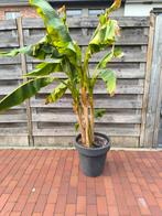 bananenplant Musa Basjoo, Tuin en Terras, Ophalen