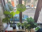 6 jolies plantes artificielles, Ophalen, Zo goed als nieuw, Binnen