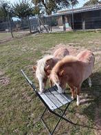 Twee prachtige Amerikaanse miniatuur veulentjes., Dieren en Toebehoren, Minder dan 160 cm, Gechipt, Niet van toepassing, 0 tot 2 jaar