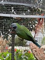 parkiet, Dieren en Toebehoren, Vrouwelijk, Parkiet, Geringd