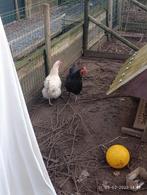 2 hennen, Dieren en Toebehoren