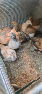 Poussin Brahma., Dieren en Toebehoren, Pluimvee | Toebehoren, Ophalen
