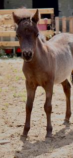 3 mini paardjes te koop, Dieren en Toebehoren, Hengst