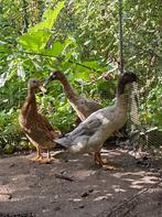 Jonge Indische loopeenden, Dieren en Toebehoren, Meerdere dieren, Eend