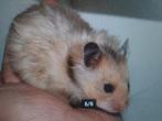 Hamster zilvergrijs, Animaux & Accessoires, Rongeurs, Femelle, Hamster, Domestique
