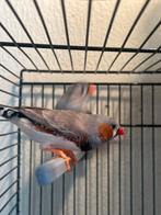 Diamants mandarins dispo sur Bruxelles, Mâle