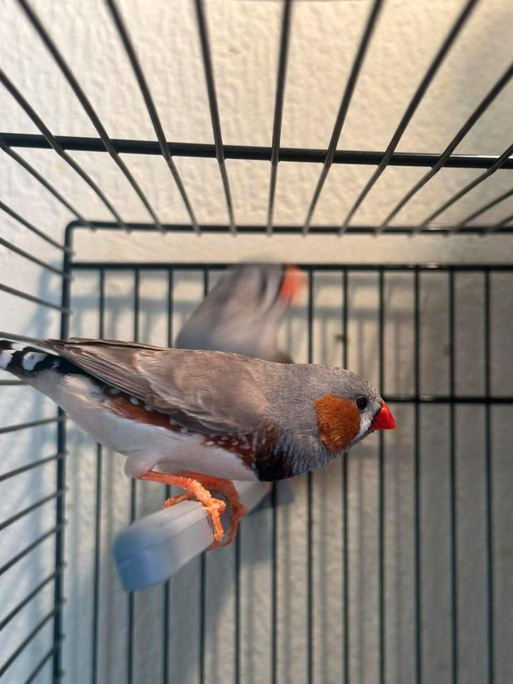 Zebravinken, Dieren en Toebehoren, Vogels | Overige Vogels, Mannelijk