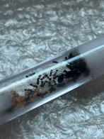 Messor barbarus 1q20+ werksters / mieren ant kolonie, Dieren en Toebehoren