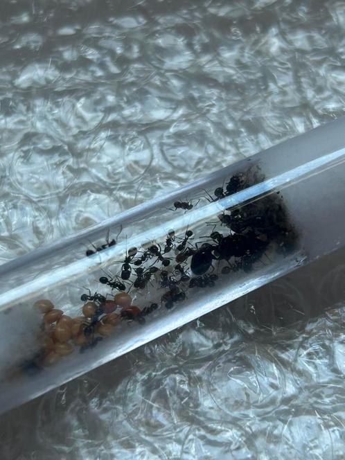 Messor barbarus 1q20+ werksters / mieren ant kolonie, Dieren en Toebehoren, Insecten en Spinnen
