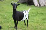 Dwerggeit met stamboom, Animaux & Accessoires, Moutons, Chèvres & Cochons, Femelle, Chèvre, 0 à 2 ans