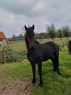 Arabo fries, Dieren en Toebehoren, Paarden, Hengst