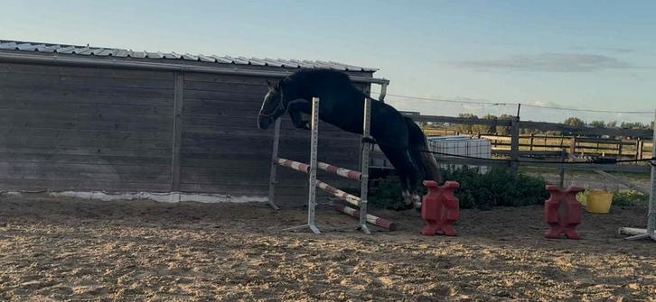 Heel toffe E pony , ruin !, Dieren en Toebehoren, Pony's, Ruin, Onbeleerd, E pony (1.48m - 1.57m), Recreatiepony, 3 tot 6 jaar
