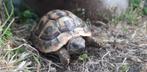 landschildpadje, Tortue, Domestique, 0 à 2 ans