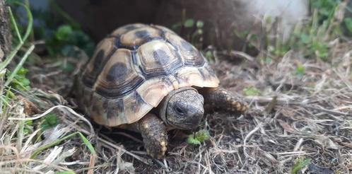 landschildpadje, Dieren en Toebehoren, Reptielen en Amfibieën, Schildpad, 0 tot 2 jaar, Tam