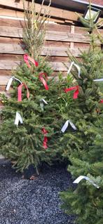 gratis kerstbomen met kluit, Tuin en Terras, Ophalen of Verzenden