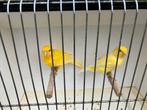 Gele kanaries, Dieren en Toebehoren, Vogels | Kanaries, Meerdere dieren, Kleurkanarie
