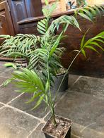 Chamaedorea, Ophalen