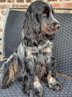 Dekreu  Engelse cocker spaniel, 3 à 5 ans, Particulier, Chien (mâle), Parvovirose