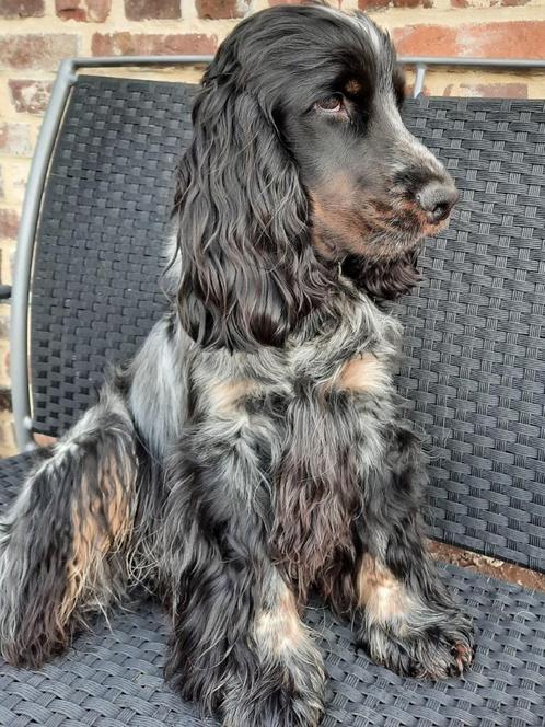 Dekreu  Engelse cocker spaniel, Animaux & Accessoires, Chiens | Chiens mâles pour saillie & Étalons, Chien (mâle), Particulier