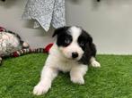 Nestje Border Collie pups