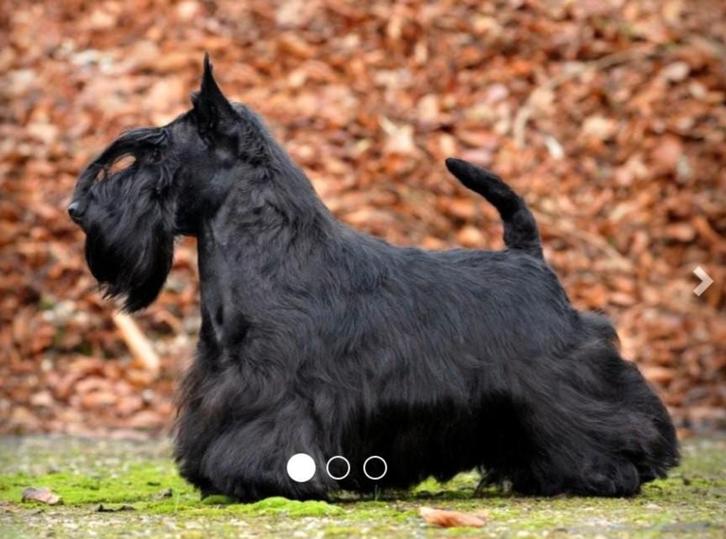 Schotse terrier pups, Dieren en Toebehoren, Honden | Jack Russells en Terriërs, Reu, Particulier, Eén hond, België, 8 tot 15 weken