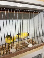 Gloster kanaries, Dieren en Toebehoren, Vogels | Overige Vogels, Geringd