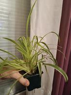 Plante Chlorophytum comosum 4€ (plante araignée), Ophalen