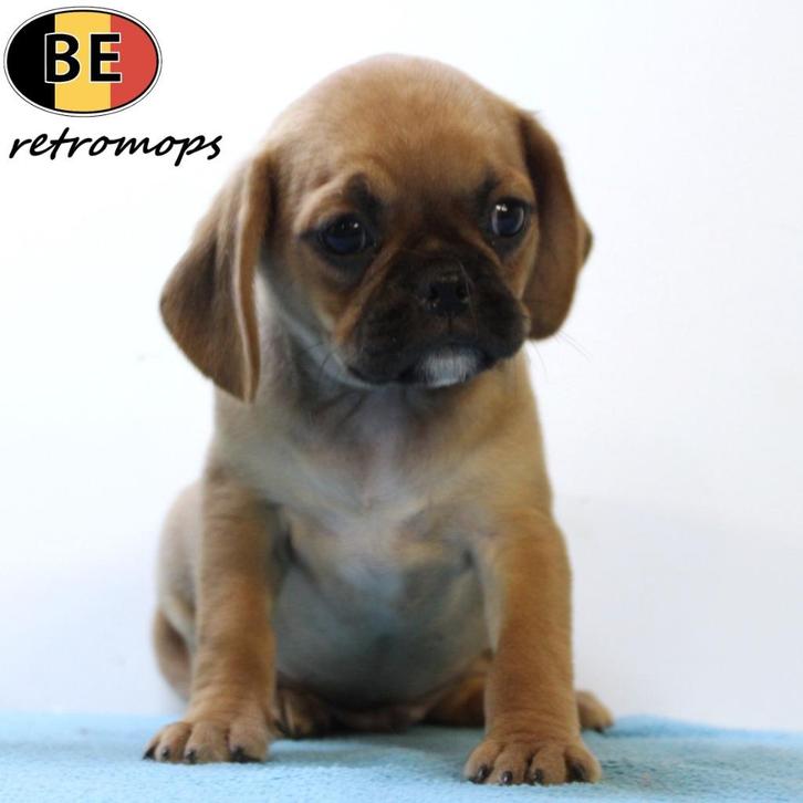 Retromops (Retro Pug) - Belgische pups te koop, Dieren en Toebehoren, Honden | Chihuahua's en Gezelschapshonden, Meerdere dieren