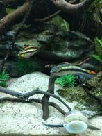 Kersenbuiken (kribensis cyclide) per koppel te koop aan €1,5, Dieren en Toebehoren, Ophalen