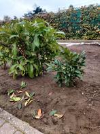 Laurier planten voor haag, Tuin en Terras, Ophalen, Laurier, Haag