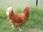 Legkippen van 3 maand oud | va. 7,5€|gratis levering va. 75€, Dieren en Toebehoren, Pluimvee, Kip