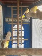 Kanarie, Meerdere dieren