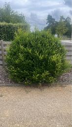 Buxus +-1m50 hoog, Tuin en Terras, Ophalen, Buxus