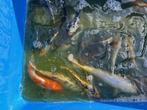 Japanse koi, eigen kweek van 15-20cm, Karper of Koi