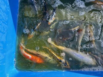 Japanse koi, eigen kweek van 15-20cm beschikbaar voor biedingen