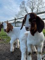 Boergeit bokjes, Dieren en Toebehoren, Mannelijk, Geit, 0 tot 2 jaar