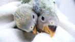 jonge dwerg papegaaitje, Dieren en Toebehoren, Vogels | Overige Vogels