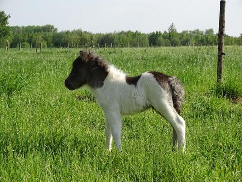 Hengstenveulen met stamboom, Dieren en Toebehoren, Pony's, Hengst, Niet van toepassing, A pony (tot 1.17m), 0 tot 2 jaar, Met stamboom