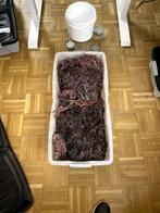 4kg Wildgeplukte Paarse/Rode Droge Seamoss – (Saint Lucia), Enlèvement ou Envoi