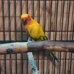 Male reproducteur sauvage conure soleil, homme, 2013, Mâle, Perruche, Bagué