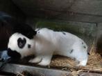 rammelaar, Dieren en Toebehoren, Konijnen