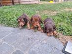 Langharige dwergteckel pups, Dieren en Toebehoren, Honden | Teckels en Dashonden, België, CDV (hondenziekte), 8 tot 15 weken, Dwerg