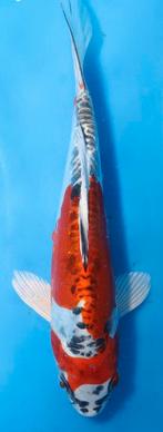 Doitsu Beni Kikokuryu, Dieren en Toebehoren, Vissen | Vijvervissen, Karper of Koi