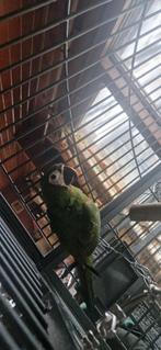 Ara severa en arauna, Dieren en Toebehoren, Vogels | Parkieten en Papegaaien, Meerdere dieren, Papegaai, Pratend