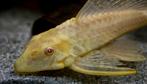Pterygoplichthys trio (Pleco Albino, Orange, Leopard), Dieren en Toebehoren, Ophalen, Nieuw, Overige typen