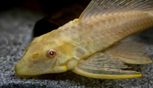 Pterygoplichthys trio (Pleco Albino, Orange, Leopard), Dieren en Toebehoren, Vissen | Aquaria en Toebehoren, Nieuw, Overige typen